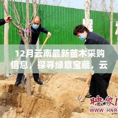 云南十二月绿意宝藏探寻，最新苗木采购信息与自然美景的邂逅