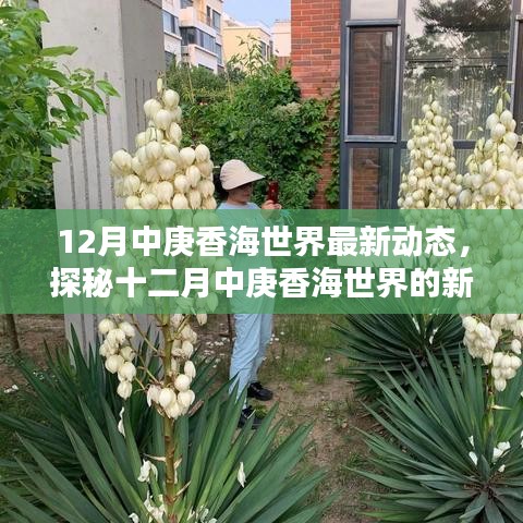 揭秘十二月中庚香海世界最新动态，三大要点深度解读
