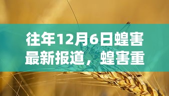 历年12月6日蝗害重现，沙漠迁徙与全球影响关注报道