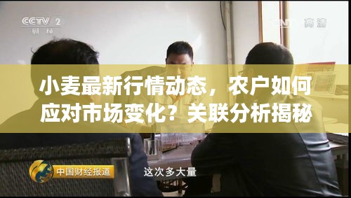 小麦最新行情动态，农户如何应对市场变化？关联分析揭秘！