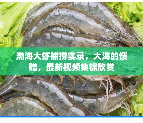 渤海大虾捕捞实录，大海的馈赠，最新视频集锦欣赏