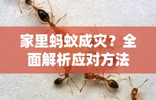 家里蚂蚁成灾？全面解析应对方法与策略！