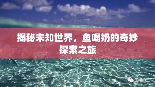 揭秘未知世界，鱼喝奶的奇妙探索之旅