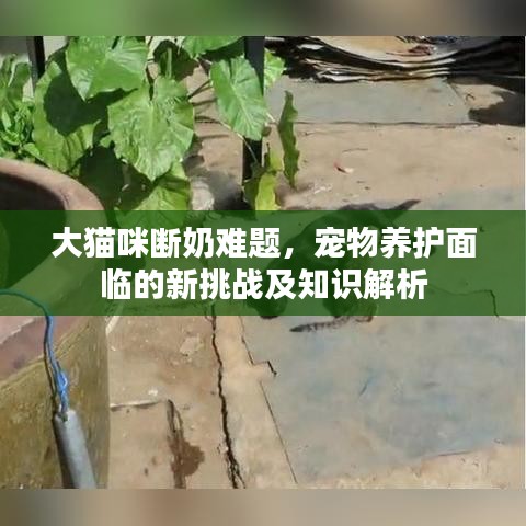 大猫咪断奶难题，宠物养护面临的新挑战及知识解析