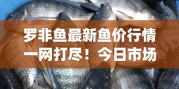 神采奕奕