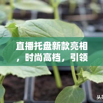 鸡飞狗跳
