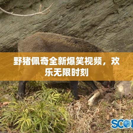 野猪佩奇全新爆笑视频，欢乐无限时刻