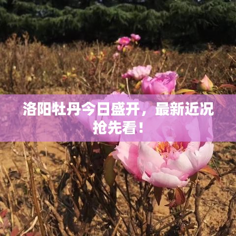 洵属可贵