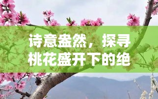 诗意盎然，探寻桃花盛开下的绝美诗句