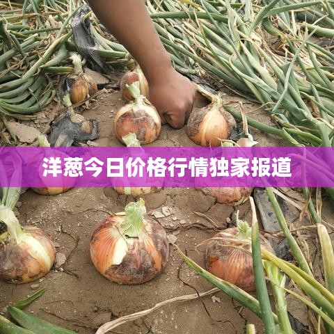 洋葱今日价格行情独家报道