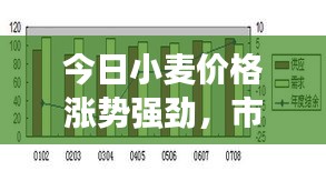 今日小麦价格涨势强劲，市场走势分析！